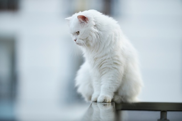 猫, 动物, 白色的, 羽毛, 毛皮, 坐, 阳台, 高, 爪子, 肖像, 可爱